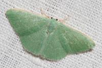 Xenochlorodes olympiaria