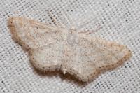 Idaea elongaria