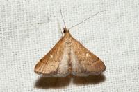 Dolicharthria punctalis