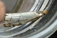 Chrysocramboides craterellus