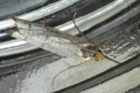 Chrysocramboides craterellus
