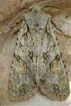 Lithophane ornitopus