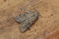 Parapoynx stratiotata