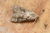 Parapoynx stratiotata