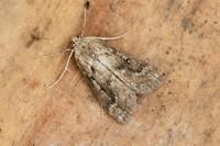 Parapoynx stratiotata