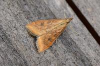 Udea ferrugalis