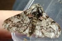 Biston strataria