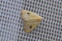 Rivula sericealis