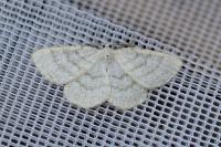 Cabera exanthemata