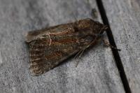 Thalpophila matura