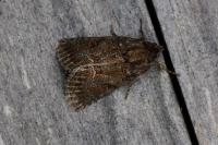 Thalpophila matura
