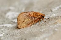 Euthrix potatoria