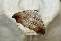 Laspeyria flexula
