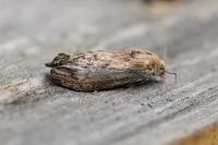 Galleria mellonella