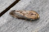 Galleria mellonella