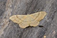 Idaea aversata