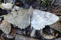 Alcis repandata