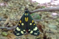 Callimorpha dominula