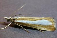 Catoptria pyramidellus
