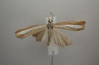 Catoptria pyramidellus