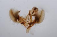 Catoptria pyramidellus