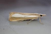 Catoptria pyramidellus