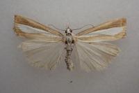 Catoptria pyramidellus