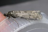 Pyla fusca
