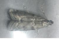 Pyla fusca