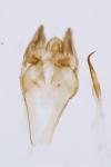 Pyla fusca