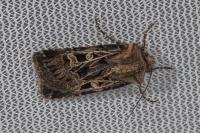Chersotis oreina
