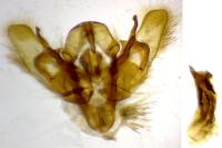 Chersotis oreina