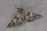 Hadena caesia caesia