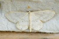 Idaea biselata