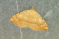 Camptogramma bilineata