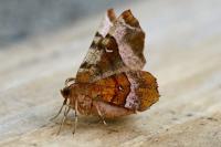 Selenia tetralunaria