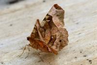 Selenia tetralunaria