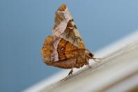 Selenia tetralunaria