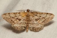 Peribatodes perversaria