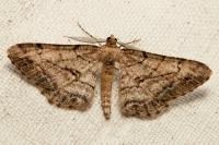 Peribatodes perversaria