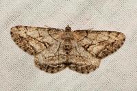 Peribatodes perversaria