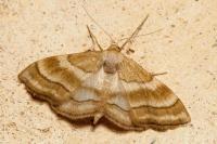 Idaea circuitaria