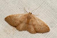 Idaea eugeniata