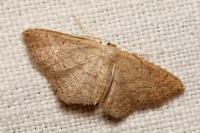 Idaea obsoletaria