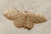 Idaea alyssumata/typicata