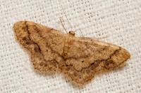 Idaea subsaturata