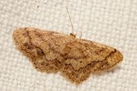 Idaea subsaturata