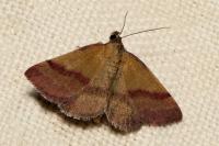 Phytometra viridaria