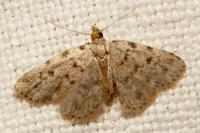 Orectis massiliensis