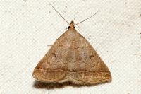 Zanclognatha lunalis